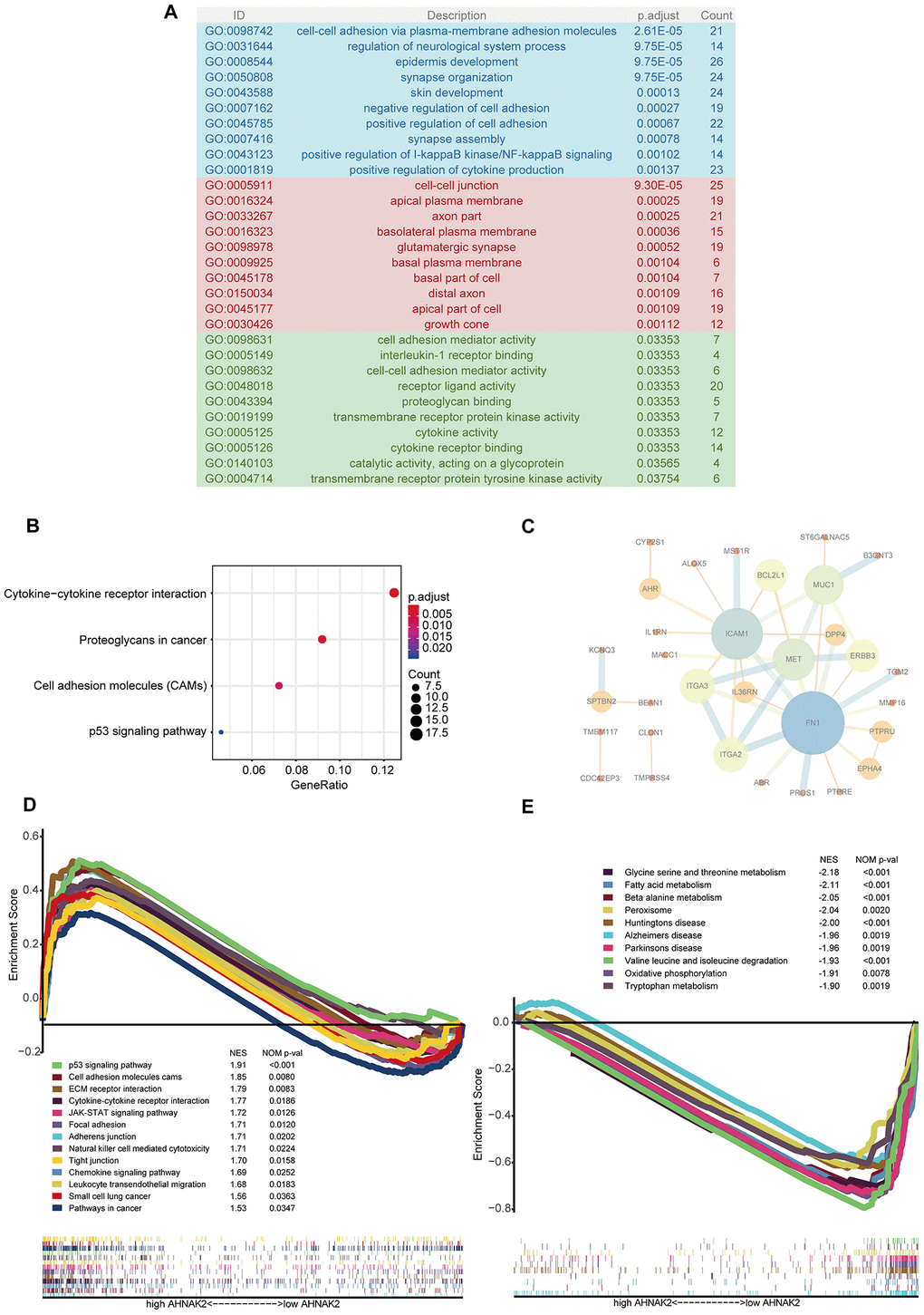 Potential mechanisms of AHNAK2 in PTC. (A) GO analysis of 407 blue module eigengenes; the blue, red and green areas represent cellular components, biological processes and molecular functions, respectively. (B) KEGG analysis of blue module eigengenes: the four most significantly enriched pathways. (C) PPIs of hub genes. (D) Enriched pathways in the H-AHNAK2 group based on GSEA. (E) Enriched pathways in the L-AHNAK2 group based on GSEA.