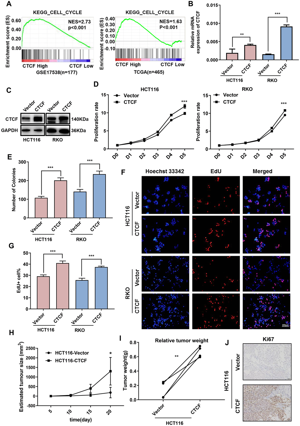 Upregulation of CTCF promotes human CRC cells proliferation. (A) GSEA plot indicated that high expression of CTCF is positively correlated with the cell cycle gene set signatures (KEGG