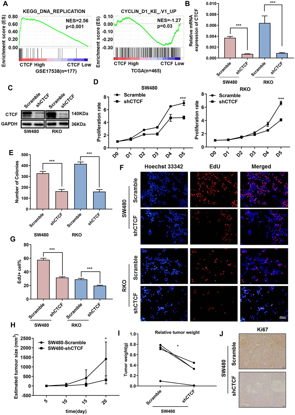 Inhibition of CTCF represses human CRC cells proliferation. (A) GSEA results showed that “KEGG
