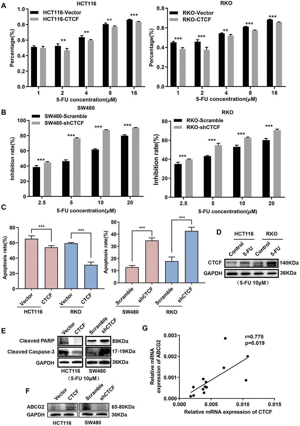 CTCF induces 5-FU-based chemoresistance in CRC. (A, B) Cell growth inhibition rate was measured via CCK8 analysis and compared between different groups with different treatment concentration at indicated time (48 hours). (C) The apoptosis rate of different transfected groups with 5-FU treatment were measured by flow cytometry. (D) Western blot analysis of CTCF in HCT116 and RKO cell lines after 5-FU (10 μM) treatment for 48 hours. (E, F) Western blot analyses of cleaved-PARP, cleaved Capase-3 and ABCG2 in HCT116 and SW480 cell lines. (G) Spearman correlation analyses between relative CTCF and ABCG2 mRNA expression in 13 fresh human CRC specimens. The above data are presented as mean ± SEM. * P