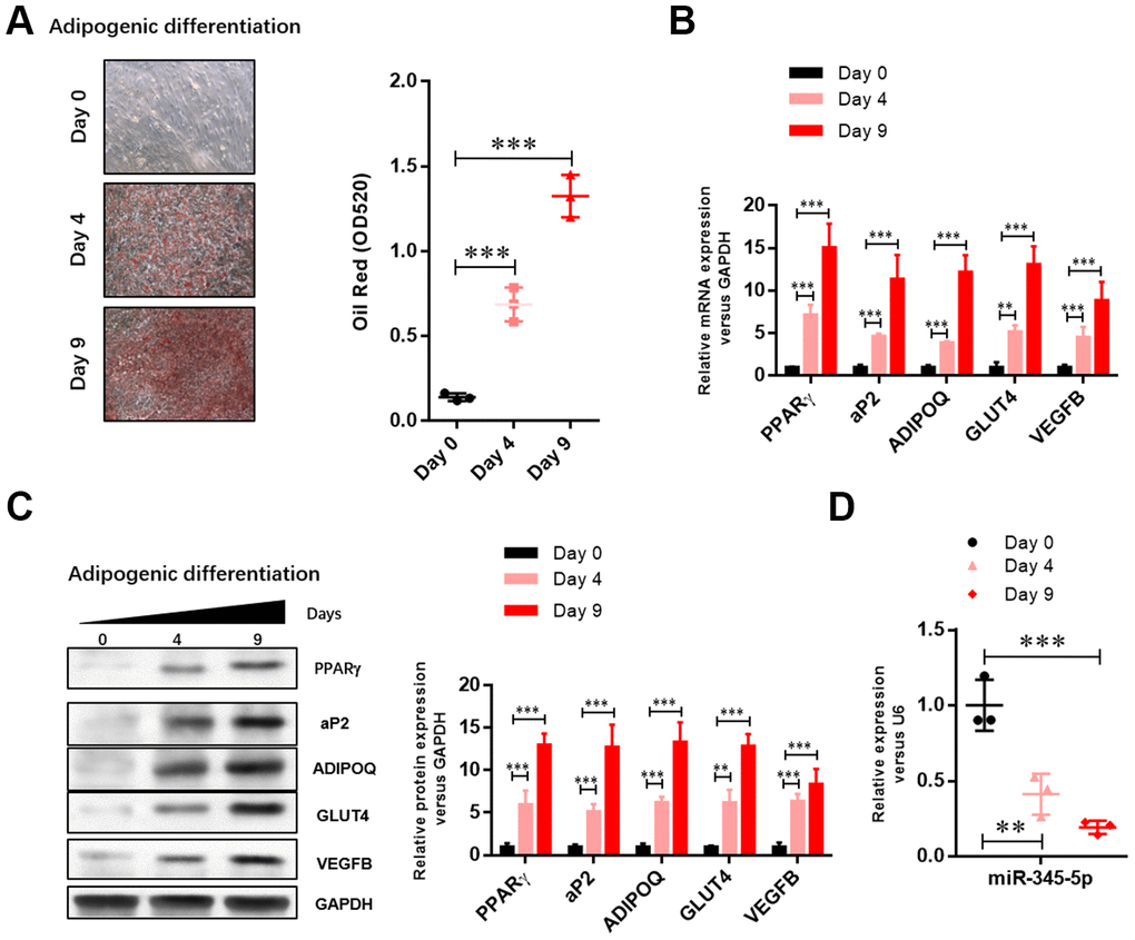 The level of miR-345-5p was significantly downregulated during 3T3-L1 cell differentiation. (A) Oil Red O staining of lipid droplets of 3T3-L1 cells at day 0, 4, and 9 during adipocyte differentiation. (B) Real-time PCR analysis of adipocyte-specific genes (PPARg, FABP4, aP2,ADIPOQ, GLUT4 and VEGF-B) in 3T3-L1 cells during adipocyte differentiation. (C) Western blot analysis of adipocyte-specific genes (PPARg, FABP4, aP2, ADIPOQ, GLUT4 and VEGF-B). (D) Real-time PCR analysis of miR-345-5p during adipocyte differentiation. *PPP