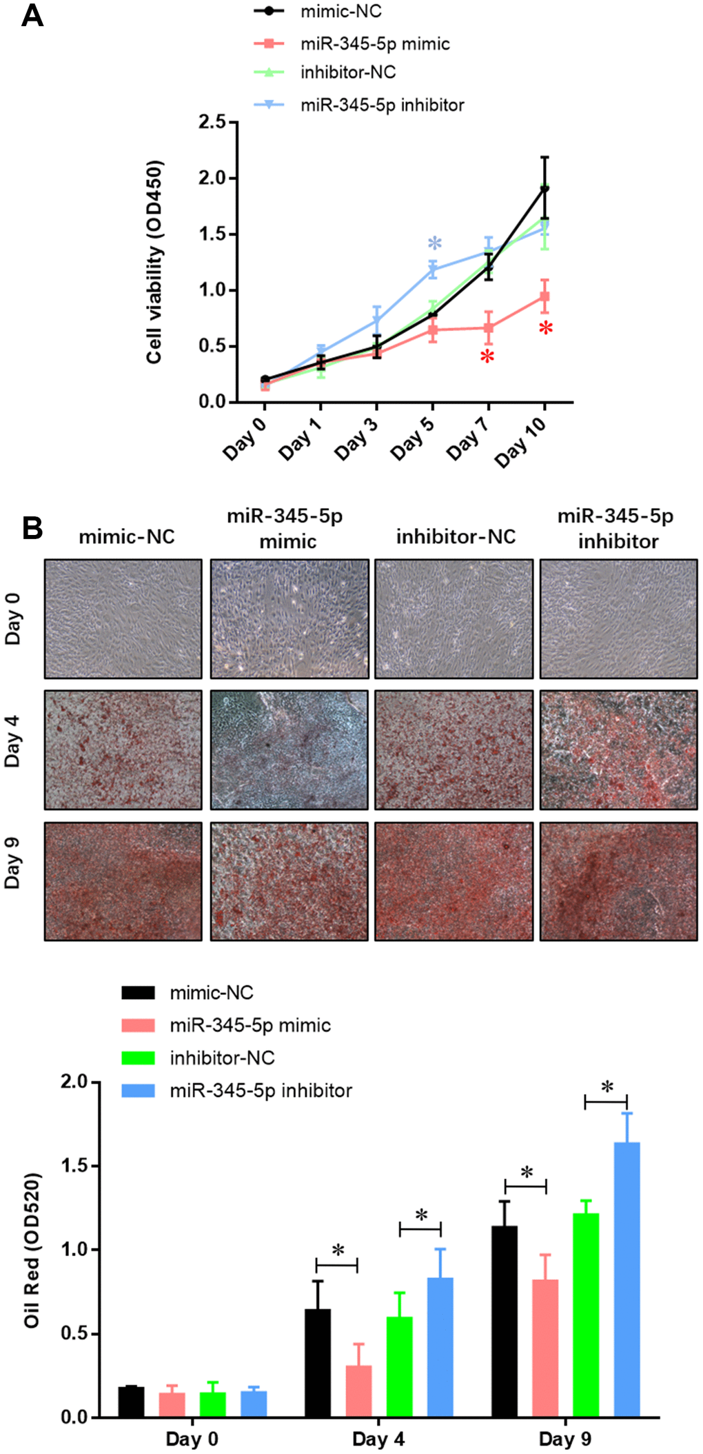 miR-345-5p repressed 3T3-L1 preadipocytes differentiation. (A) CCK-8 assay of the proliferation of 3T3-L1 cells. (B) Oil Red staining of lipid droplet formation of 3T3-L1 cells at day 0, 4, and 9 during adipocyte differentiation. *P