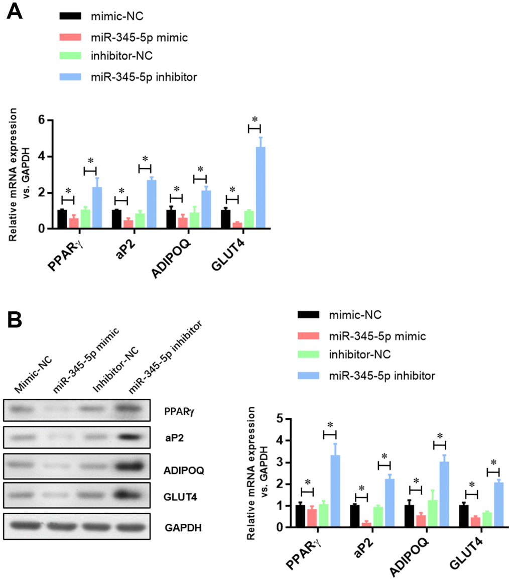 The expression of adipocyte-specific genes was repressed by miR-345-5p. (A) Real-time PCR analysis of adipocyte-specific genes (PPARg, FABP4, aP2, ADIPOQ, GLUT4 and VEGF-B) in 3T3-L1 cells during adipocyte differentiation. (B) Western blot analysis of adipocyte-specific genes (PPARg, FABP4, aP2, ADIPOQ, GLUT4 and VEGF-B). *P