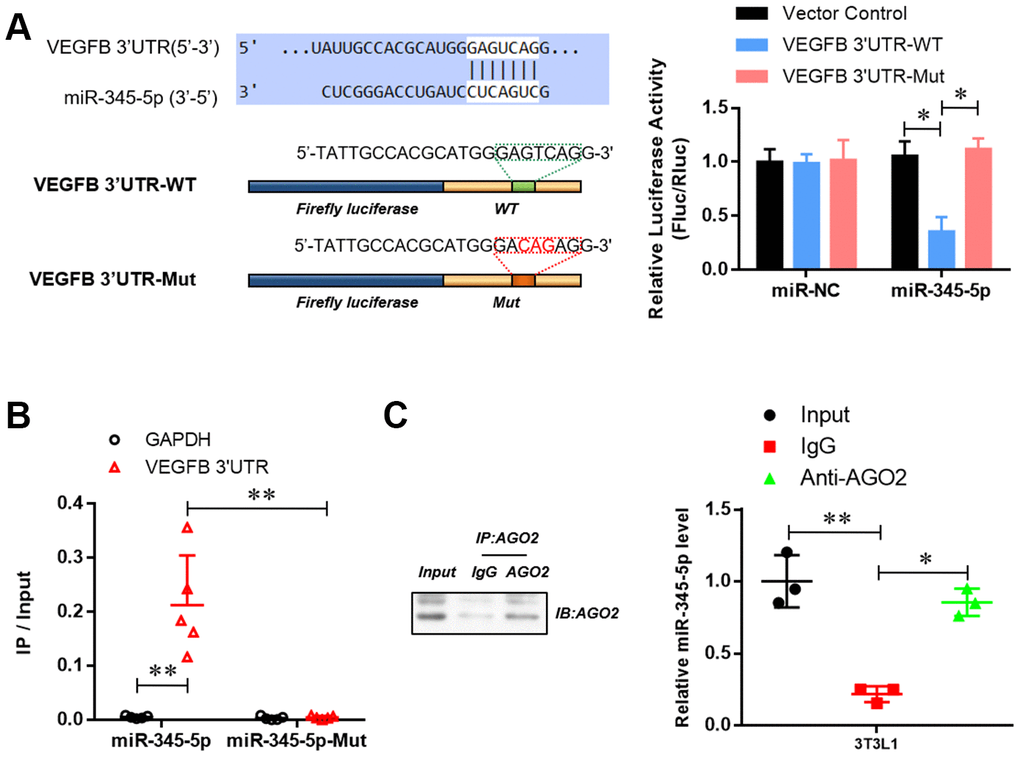 miR-345-5p directly targeted 3′ UTR of VEGF-B. (A) The dual-luciferase reporter assay of the binding of 3 'UTR of VEGFB and mir-345-5p. (B) RNA Pull-down assay of the specific binding of miR-345-5p to 3 'UTR of VEGFB. (C) AGO2 RNA-IP assay of the enrichment of mir-345-5p in AGO2 complex. *P