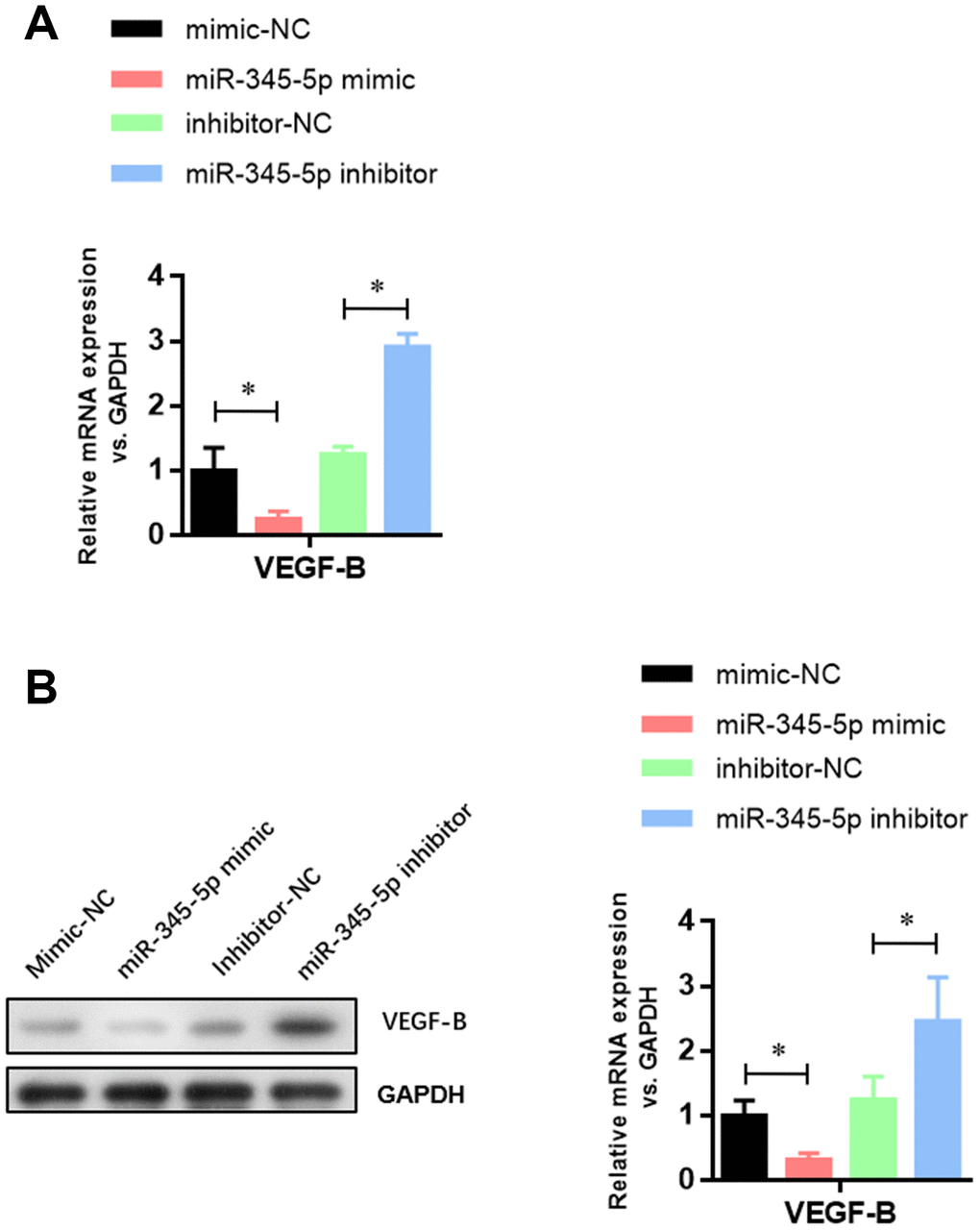miR-345-5p suppressed the mRNA and protein levels of VEGF-B. (A) Real-time PCR analysis of VEGF-B mRNA in 3T3-L1 cells. (B) Western blot analysis of VEGF-B protein in 3T3-L1 cells. *P