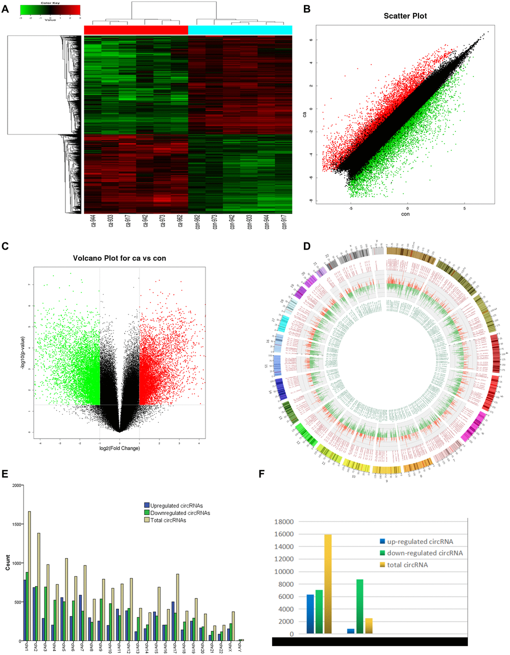 circRNA expression profile differences between ESCC and paired adjacent normal tissues. (A) Hierarchical clustering of circRNA expression profiles across samples. Each column is a tissue sample, and each row is a circRNA. (B) Scatter plot of differences in circRNA expression in ESCC and normal tissues. (C) Volcano plot showing dysregulated circRNAs. (D) Circos plot indicating differentially expressed circRNAs. Column width represents the number of differentially expressed circRNAs, and the column length the degree of differential expression. (E) Chromosomal distributions of differentially expressed circRNAs. Blue, green, and yellow represent upregulated, downregulated, and total circRNAs, respectively. (F) CircRNA source: 84.02% of dysregulated circRNAs originated from exons. Ca=ESCC tissues; Con=adjacent normal tissues. Red and green indicate upregulated and downregulated circRNAs, respectively.