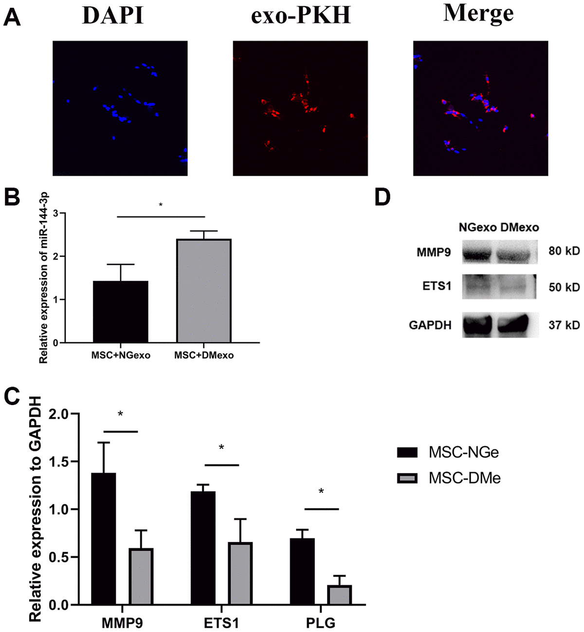 Circulating Exosomal Mir 144 3p Inhibits The Mobilization Of Endothelial Progenitor Cells Post