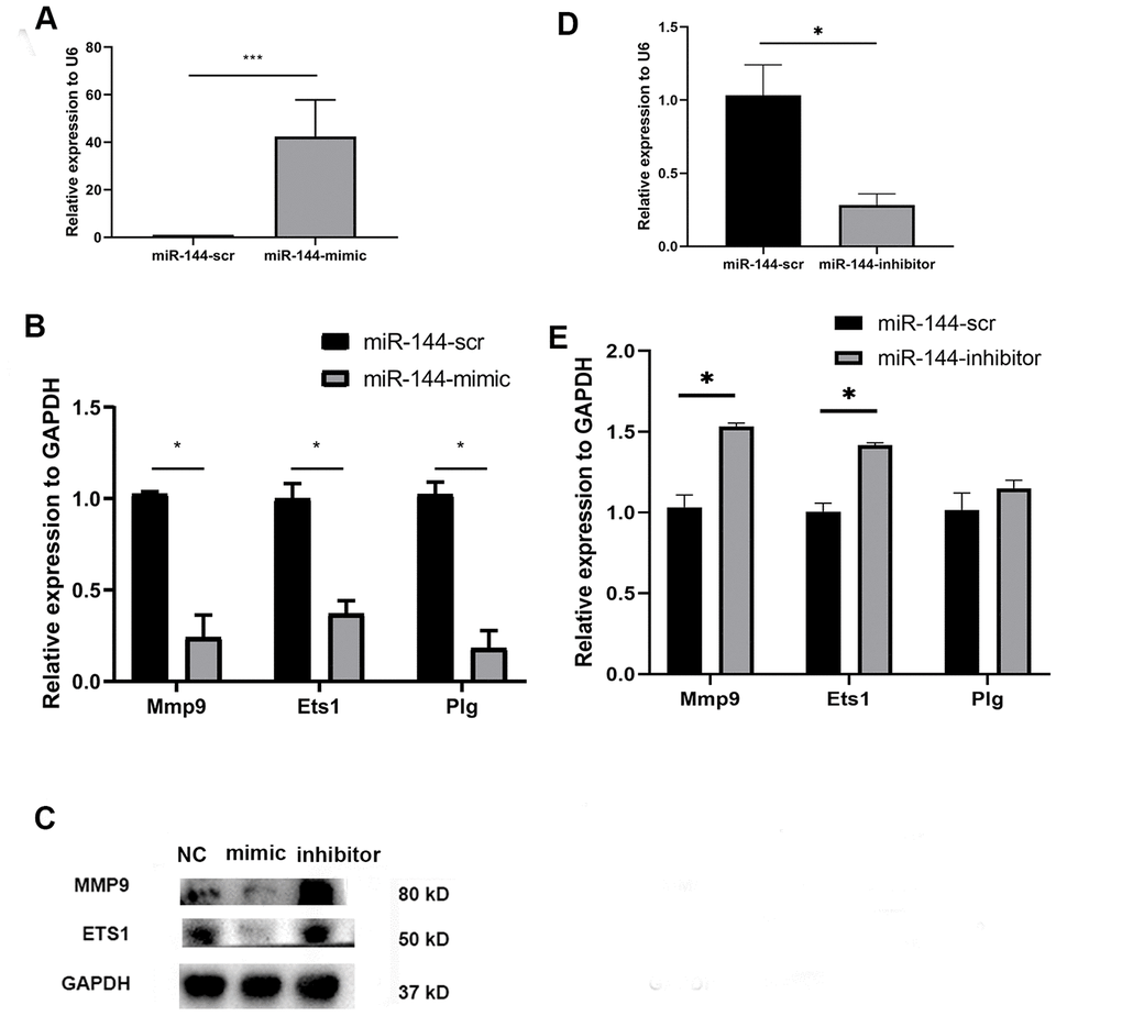 Compared with scramble transfected MSCs, miR-144-3p mimic treated MSCs showed a higher expression of miR-144-3p (A); a lower mRNA expression of Mmp9, Ets1 and Plg (B); a lower protein expression of MMP9 and Ets1 (C). While miR-144-3p inhibitor treated MSCs showed a converse trend (C–E).