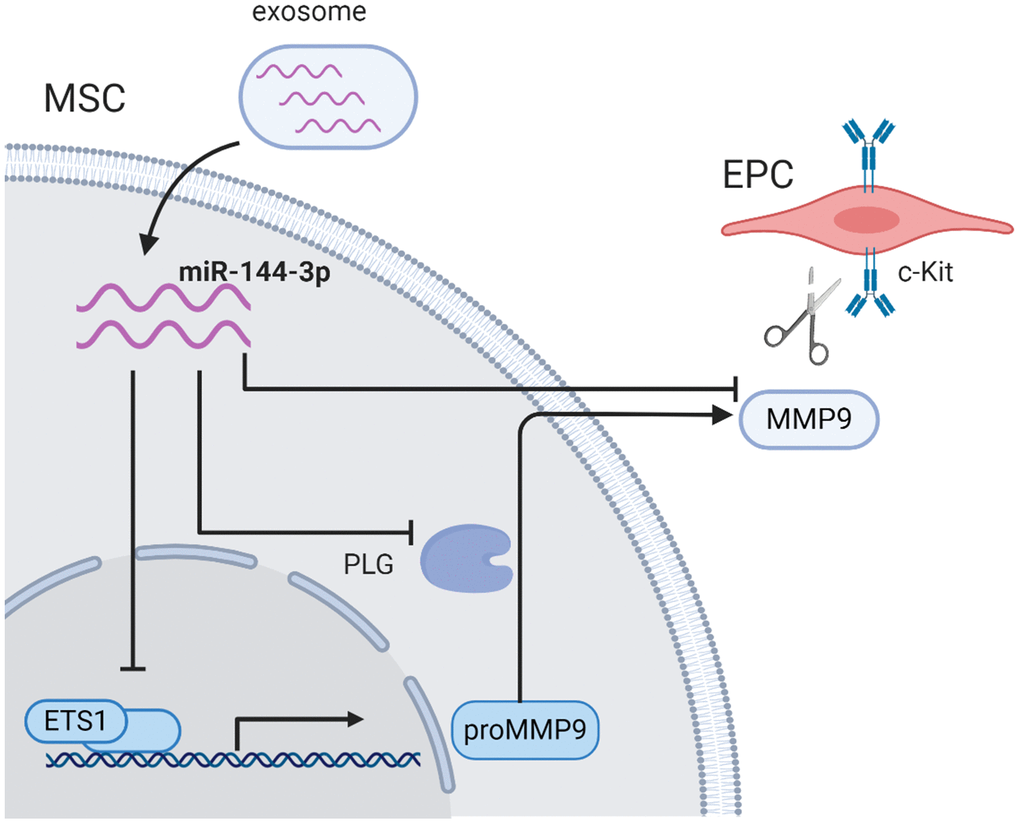 The schematic illustration of proposed mechanism. Exosomal miR-144-3p disturbed the MMP-9 pathway by inhibiting Ets1 expression in MSCs, and subsequently impaired the mobilization of EPCs from bone marrow microenvironment.