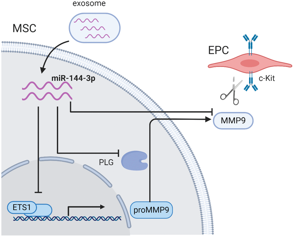 Circulating Exosomal Mir 144 3p Inhibits The Mobilization Of Endothelial Progenitor Cells Post