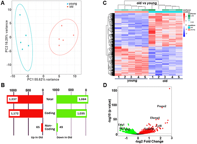 Differential gene expression between young (14.5 weeks) and old (92.4 weeks) mouse aortae. (A) Principal component analysis (PCA) showing distinct separation of young and old groups. (B) Number of differentially expressed transcripts in young versus old aortae. (C) Heatmap of hierarchical clustering analysis based on the log2 transformation of the normalized count data. (D) Volcano plots showing -log10 (p value) versus -log2 (fold change) of normalized counts between young and old groups. Each dot represented a single transcript. Red dots denoted significant upregulated genes whereas green dots denoted significant downregulated genes (adjusted p