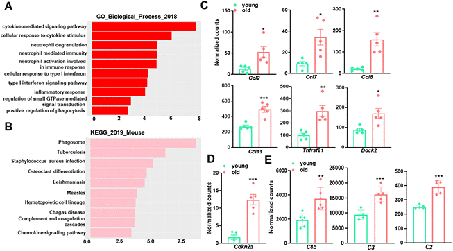 Gene Ontology (GO) term enrichment and KEGG pathway analysis for upregulated transcripts in young and old mouse aortae. (A) The top 10 enriched GO biological process terms in the transcripts upregulated in old mouse aortae (adjusted p 0). Individual GO terms were sorted by adjusted p values. (B) The top 10 enriched KEGG pathways in the transcripts upregulated in old mouse aortae (adjusted p 0). Individual pathways were sorted by adjusted p values. (C–E) Normalized counts of significantly induced genes in old aortae compared with young counterparts, including proinflammatory genes (C), senescence marker (D), and complement system components (E). Data are presented as a scatterplot of individual points with mean±SD, n=5. *p 