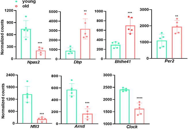 Circadian rhythm genes are differentially expressed in young and old aortae. Normalized counts of significantly differentially expressed molecular clock genes in mouse aortae. Data are presented as a scatterplot of individual points with mean±SD, n=5. *p 