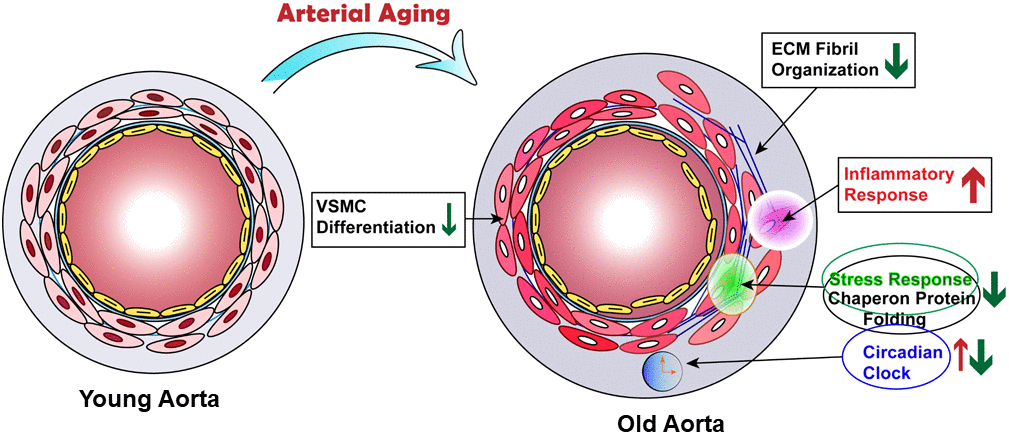 Proposed model of transcriptome regulated by arterial aging. Schematic illustrating that arterial aging triggers the activation of inflammatory response and reduction of ECM fibril organization, chaperon-mediated protein folding control and stress response, as well as altered circadian clock.