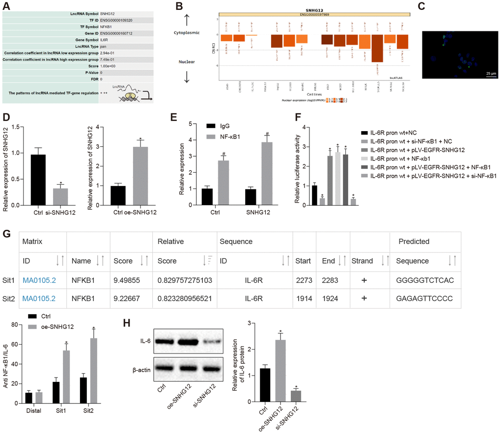 SNHG12 facilitates the expression of IL-6R by NF-κB1. (A) Transcription factor for upregulation of IL-6R by SNHG12 predicted by the LNCmap database. (B) sub-localization of SNHG12 predicted by the LNCmap database. (C) sub-localization of SNHG12 visualized by FISH (D) expression of SNHG12 detected by RT- qPCR. (E) the binding of SNHG12 and NF-κB1 determined by RIP. (F) effects of SNHG12 and NF-κB1 on IL-6R promoter activity assessed by dual luciferase assay. (G) The binding of NF-κB1 to IL-6R promoter determined by ChIP. (H) the expression of IL-6R after silencing or overexpressing SNHG12 determined by Western blotting analysis. * p vs. control or IL-6R-WT + NC. # p vs. IgG. Statistical comparisons were performed using unpaired t test when only two groups were compared or by Tukey’s test-corrected one-way ANOVA with when more than two groups were compared.