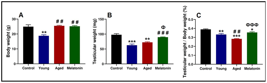 Anthropometric analysis of the body weight and testicular weight in the young and aged mice. (A) Analysis of body weight in control, young mutant, aged mutant and aged mutant with melatonin. (B) Analysis of the testicular weight. (C) Ratio of the testicular weight to the body weight. * pppvs. Control; ## pvs. Young; Ф ppvs. Aged.