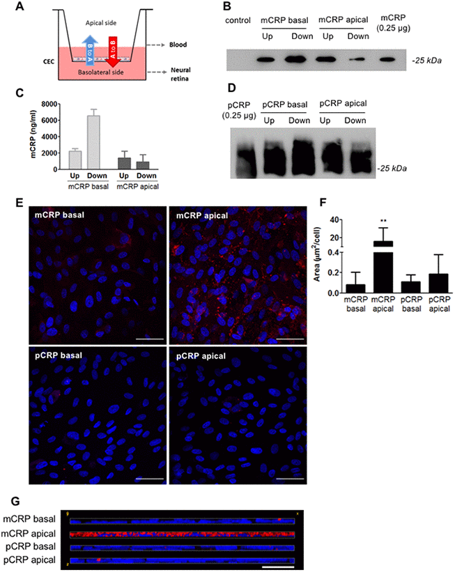 CRP isoforms are able to cross CECs. (A) Experimental setup. CRP (10 μg/ml) was added to either the apical or basolateral chamber of the Transwell for 48h, mimicking blood vessel lumen and RPE, respectively. The presence of CRP in the opposite chamber where it was added was determined by Western blot and ELISA, and CRP bound to the cell surface was determined by immunofluorescence. (B) Western blot of mCRP present in apical (Up) and basolateral (Down) chamber (N=4). (C) ELISA of mCRP (ng/ml) from apical (Up) and basolateral (Down) supernatants. Values are expressed as mean ± SD (N=3). (D) Western-blot of pCRP present in apical (Up) and basolateral (Down) supernatants (N=5). (E) Immunofluorescence of CRP (red) stained with monoclonal antibodies against mCRP (3H12) or pCRP (1C6). Nuclei stained with DAPI. Scale bar = 50 μm (N=6). (F) Quantification of CRP binding measured as stained area divided by the number of cells per image (μm2/cell). Results are expressed as mean area (μm2/cell) ± SD. Statistical analysis was performed by One-Way ANOVA and Tukey’s posthoc. **PG) Reconstruction of x-z sections with a 0.3 μm z axis step of immunofluorescence images. Images shown are representative of six independent experiments.