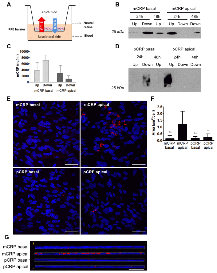 Diffusion of CRP isoforms across ARPE-19 cells. (A) Experimental setup. CRP (10 μg/ml) was added to either the apical or basolateral chamber of Transwell for 48h, mimicking neural retina and choriocapillaris, respectively. The presence of CRP in the opposite chamber where it was added was determined by Western blot and ELISA, and CRP bound to the cell surface was determined by immunofluorescence. (B) Western blot of mCRP present in apical (Up) and basolateral (Down) supernatants after 24 and 48 hours of treatment (N=4). (C) ELISA of mCRP (ng/ml) from apical (Up) and basolateral (Down) supernatants 48 hours after treatment. Values are expressed as mean ± SD (N=3). (D) Western blot of pCRP present in apical (Up) and basolateral (Down) supernatants after 24 and 48 hours of treatment (N=4). (E) Immunofluorescence of CRP (red) stained with monoclonal antibodies against mCRP (3H12) or pCRP (1C6). Nuclei stained with DAPI. Scale bar = 50 μm (N=6). (F) Quantification of CRP binding measured as stained area divided by the number of cells per image (μm2/cell). Results are expressed as mean area (μm2/cell) ± SD. Statistical analysis was performed by One-Way ANOVA and Tukey’s posthoc. * PG) Reconstruction of x-z sections with a 0.3 μm z axis step of immunofluorescence images. Images shown are representative of six independent experiments.