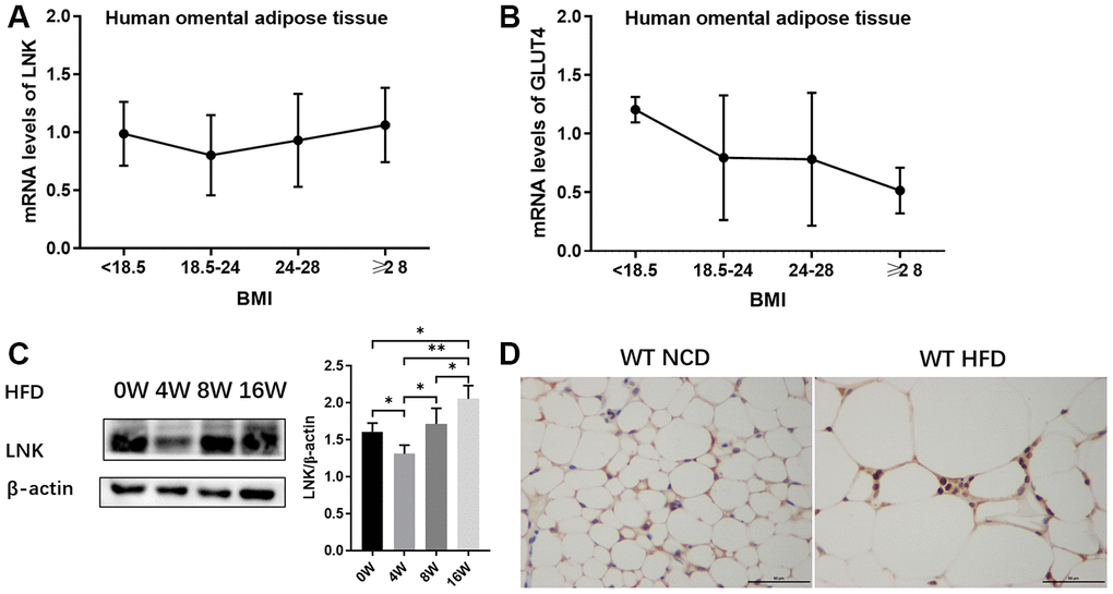 Expression of LNK in adipose tissue. The mRNA expression of LNK (A) and GLUT4 (B) in human omental adipose tissue (n=72). The representative image (C) of LNK protein expression in adipose tissue of mice with HFD feeding for 0, 4, 8 and 16 weeks were shown (n=6 mice per group). Localization of LNK in adipose tissue of wild type mice with both normal chow diet and high-fat diet (D). Data were shown as mean ± SD.