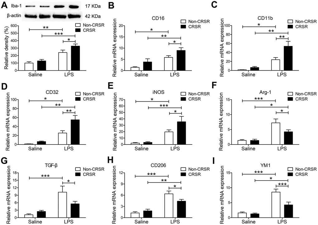 Effects of chronic and repeated short-term sleep restriction (CRSR) on lipopolysaccharide (LPS)-induced transformation of microglia to M1 phenotype 24 hours after LPS treatment. (A) Western blotting analysis of hippocampal ionized calcium-binding adapter molecule 1 (Iba1) expression in each group. The LPS-induced increase in hippocampal Iba1 expression was exaggerated by CRSR. Quantitative real-time PCR (qRT-PCR) analysis of hippocampal expression of the microglial M1 markers CD16 (B), CD11b (C), CD32 (D), and iNOS (E) and the M2 markers Arg-1 (F), TGF-β (G), CD206, (H) and YM1 (I). LPS-induced increases in microglial M1 markers and decreases in M2 markers in the hippocampus were exaggerated by CRSR. Data represent means ± SEM, n = 6; *P **P ***P 