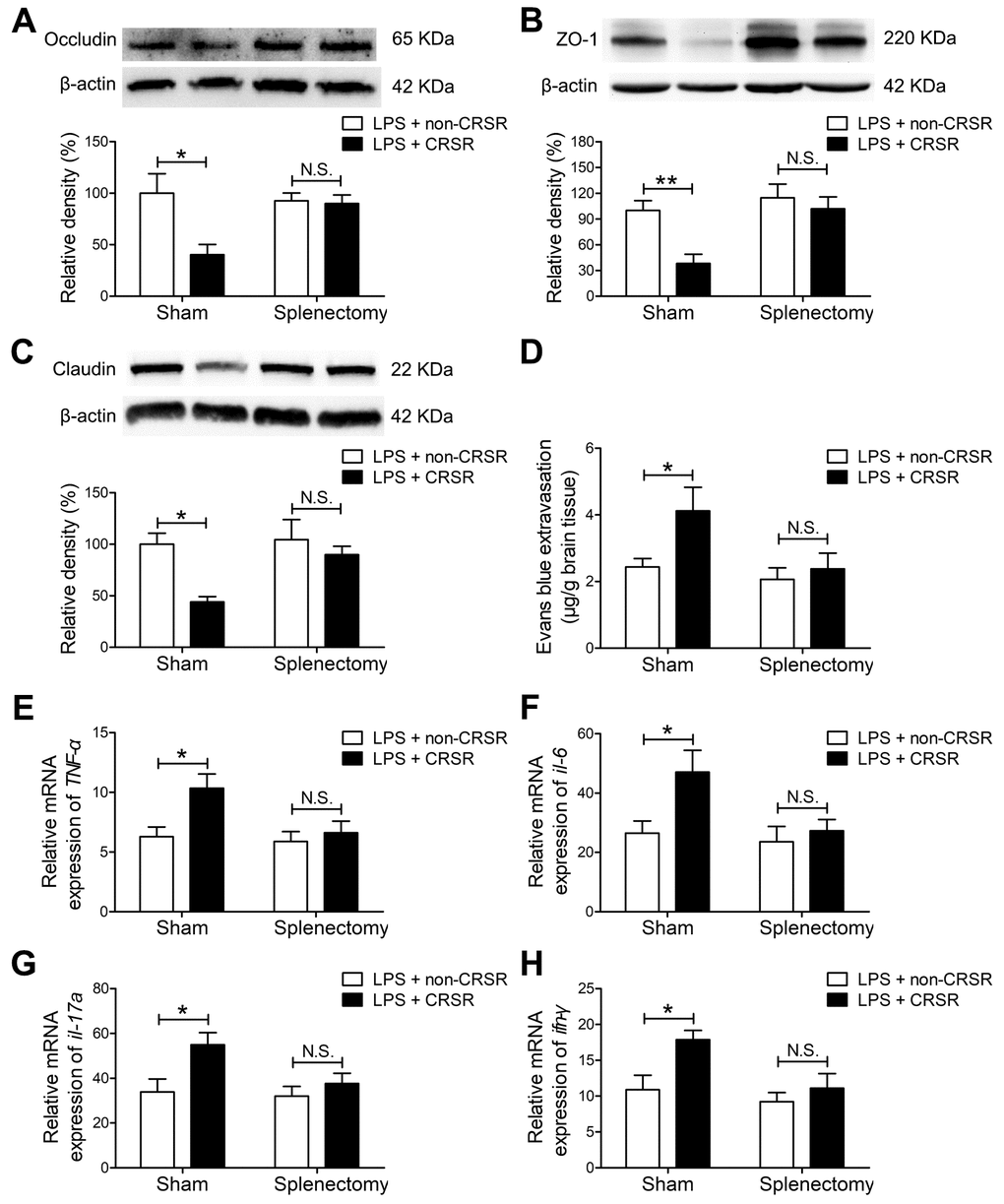 The spleen mediates the enhancing effects of chronic and repeated short-term sleep restriction (CRSR) on LPS-induced blood-brain barrier (BBB) disruption and hippocampal inflammation 24 hours after LPS treatment. Western blot analysis of expression of the tight junction proteins occludin (A) zona occluden-1 (ZO-1; B), and claudin (C) in the brain. (D) Evans blue dye extravasation test. Splenectomy blocked CRSR-mediated exacerbation of LPS-induced decreases in hippocampal tight junction protein levels and increases in Evans blue dye extravasation into the brain. Quantitative real-time PCR (qRT-PCR) analysis of hippocampal TNF-α (E), IL-6 (F), IL-17A (G), and IFN-γ (H) gene expression in each group. Splenectomy blocked CRSR-mediated exacerbation of LPS-induced increases hippocampal expression of these genes. Data represent means ± SEM, n = 6; *P **P 