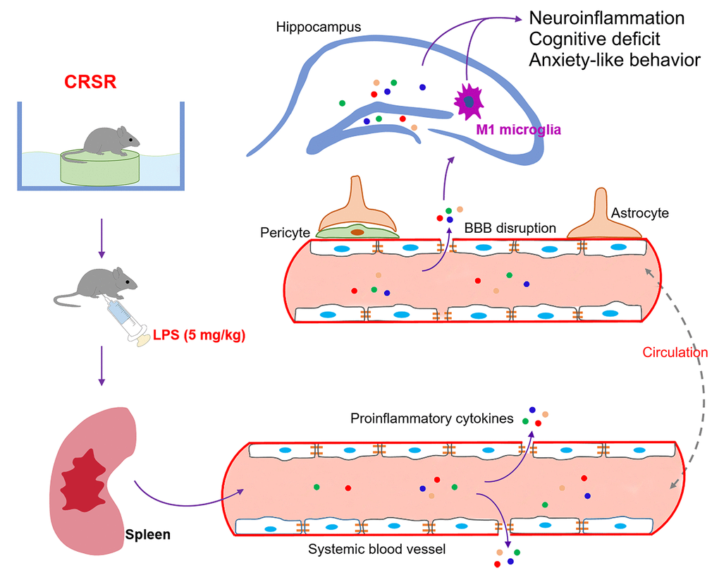 Schematic illustrating the crucial role of the spleen in exacerbating lipopolysaccharide (LPS)-induced increases in systemic inflammation, neuroinflammation, cognitive deficits, and anxiety-like behavior in mice exposed to CRSR. BBB, blood-brain barrier; CRSR, chronic and repeated short-term sleep restriction.