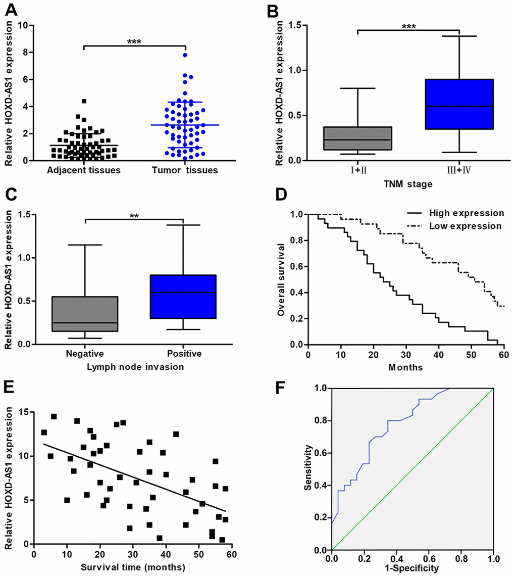 The expression of HOXD-AS1 and its correlation with clinicopathological characteristics and prognosis. (A) HOXD-AS1 expression in CCA tissues and paired adjacent nontumor bile duct tissues was detected by qRT-PCR. (B) HOXD-AS1 expression in tissues at TNM I+II stage and TNM III+IV stage was detected by qRT-PCR. (C) HOXD-AS1 expression in tissues with lymph node invasion and without lymph node invasion was detected by qRT-PCR. (D) CCA patients were divided into two groups according to average value of HOXD-AS1 expression. Overall survival was evaluated between high and low HOXD-AS1 expression groups by using Kaplan-Meier method and log-rank test. (E) The correlation between relative HOXD-AS1 expression and survival time of CCA patients was assessed by Pearson correlation analysis. (F) The sensitivity and specificity of HOXD-AS1 as a prognostic marker were analyzed by ROC curve. **P ***P 