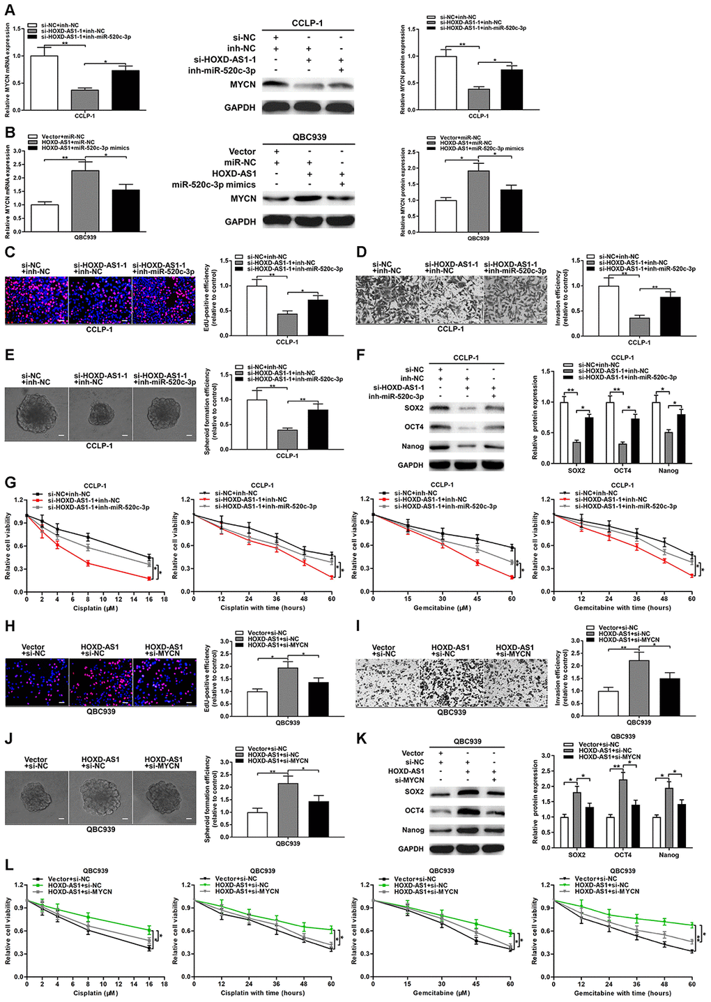 HOXD-AS1 boosted malignant progression of CCA through mediating miR-520c-3p/MYCN. (A) MYCN downexpression caused by HOXD-AS1 knockdown was saved by silencing miR-520c-3p. (B) MYCN overexpression caused by HOXD-AS1 amplification was saved by increasing miR-520c-3p. (C–G) Rescue assays of EdU, transwell, spheroid formation, stem marker analysis and chemo-resistance certified that inhibition of proliferation, invasion, stemness maintenance and chemo-resistance induced by knocking down HOXD-AS1 was retrieved through silencing miR-520c-3p in CCLP-1 cells, respectively. (H–L) Restoration of MYCN expression rescued the promotion of proliferation, invasion, stemness maintenance and chemo-resistance generated through HOXD-AS1 amplification in EdU, transwell, spheroid formation, stem marker analysis and chemo-resistance assays, respectively. *P **P 