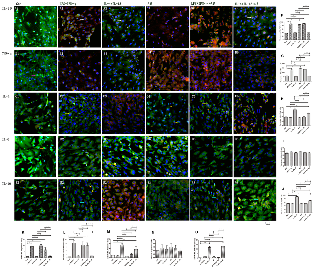 Microglia produced various cytokines under different stimuli. (A–E) Microglia in different groups were double-stained with antibodies against various cytokines and Iba1. (A1–A6) Double-staining for IL-1β and Iba1. (B1–B6) TNF-α and Iba1. (C1–C6) IL-4 and Iba1. (D1–D6) IL-6 and Iba1. (E1–E6) IL-10 and Iba1. Green represents Iba1+ cells, red represents cytokine-positive cells and blue represents DAPI staining. White arrows denote IL-1β+Iba1+ cells. Pink arrows denote TNF-α+Iba1+ cells. Yellow arrows denote IL-4+Iba1+ cells. Beige arrows denote IL-6+Iba1+ cells. Blue arrows denote IL-10+Iba1+ cells. (F–J) The numbers of double-positive cells in different groups (n=3). (K–O) Quantitative data on the relative mRNA levels of cytokines in microglia (n=3). Error bars, S.E.M. Compared with Con, *pppppppppp