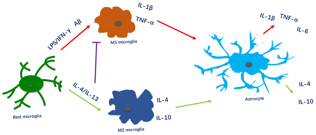 Microglial polarization alters the inflammatory activity of astrocytes. Pro-inflammatory factors and Aβ induce microglia to polarize toward the M1 phenotype and to produce IL-1β and TNF-α, thus stimulating pro-inflammatory activity in astrocytes. Anti-inflammatory factors (IL-4/IL-13) induce microglia to polarize toward the M2 phenotype and to produce IL-4 and IL-10, thus stimulating anti-inflammatory activity in astrocytes. Furthermore, anti-inflammatory factors reduce pro-inflammatory activity in microglia and astrocytes.