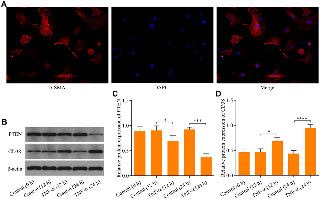 Effect of TNF-α stimulation on PTEN and CD38 expression in ASM cells. (A) Identification of ASM cells by immunocytochemical staining with α-SMA (magnification: 200X). ASM cells were stimulated with 20 ng × ml-1 TNF-α and incubated for either 12 h or 24 h, and (B) protein expression of PTEN and CD38 were examined using Western blot. Quantitative analysis of (C) PTEN and (D) CD38 protein expression shown in B (n = 3, *p 
