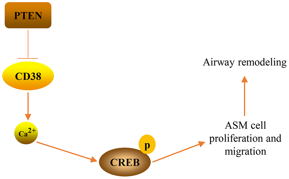A graphical model of the PTEN/CD38/Ca2+/CREB axis that regulates airway remodeling in asthma.