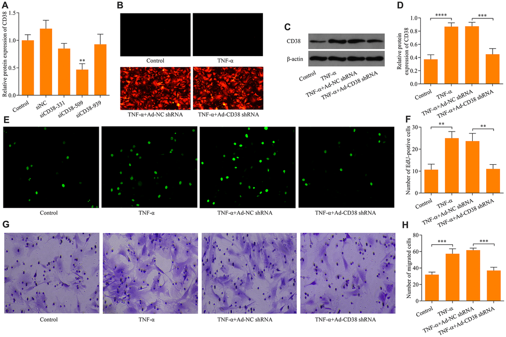 Knockdown of CD38 impedes TNF-α-induced proliferation and migration in ASM cells. (A) RT-qPCR detection was used to determine knockdown efficacy of three designed CD38 siRNAs (siCD38-331, siCD38-509 and siCD38-939; n = 3, **p B) Determination of recombinant adenovirus infection efficacy via GFP fluorescence using immunocytochemistry (magnification: 200X). ASM cells were infected with Ad-CD38 shRNA or Ad-NC shRNA for 48 h and then stimulated with 20 ng × ml-1 TNF-α for 24 h, and (C, D) protein expression of CD38 was determined via Western blot (n = 3, ***p E, F) The effect of CD38 knockdown on TNF-α-induced ASM cell proliferation evaluated via EdU proliferation assay (magnification: 200X) (n = 3, **p G, H) The effect of CD38 knockdown on TNF-α-induced ASM cell migration assessed by Transwell migration assay (magnification: 200X) (n = 3, ***p 