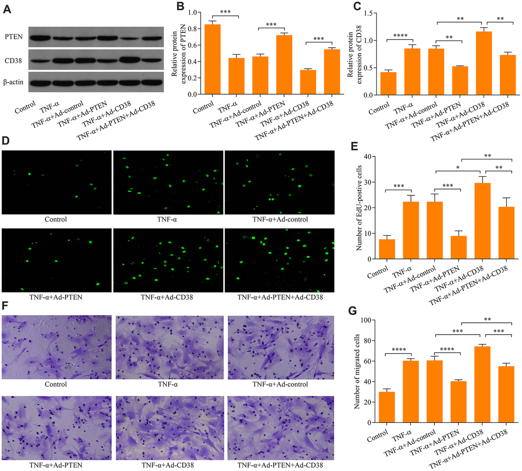 PTEN suppresses TNF-α-induced ASM cell proliferation and migration by CD38. ASM cells were infected with Ad-PTEN and/or Ad-CD38 and incubated for 48 h, which was followed by stimulation with o20 ng × ml-1 TNF-α for 24 h, and (A) protein expression of PTEN and CD38 was examined via Western blot. Quantitative analysis of the expression of the (B) PTEN and (C) CD38 protein determined in A (n = 3, **p D, E) Cell proliferation assessed using an EdU proliferation assay (magnification: 200X) (n = 3, *p F, G) Cell migration evaluated using a Transwell migration assay (magnification: 200X) (n = 3, **p 