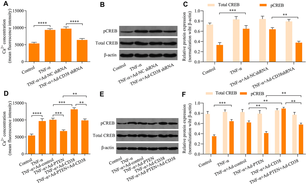 PTEN blocks TNF-α-induced Ca2+ accumulation and CREB activation by downregulating CD38. ASM cells infected with Ad-CD38 shRNA were incubated for 48 h and stimulated with of 20 ng × ml-1 TNF-α for 24 h, and (A) intracellular Ca2+ concentrations were measured with Fluo-3 AM fluorescent probes, and (B, C) the protein expression patterns of total CREB and phosphorylated CREB (pCREB) were determined via Western blot (n = 3, **p -1 TNF-α for 24 h. (D) Intracellular Ca2+ concentrations were assessed using Fluo-3 AM fluorescent probes, and (E, F) protein expression levels of total CREB and phosphorylated CREB (pCREB) were determined via Western blot (n = 3, **p 