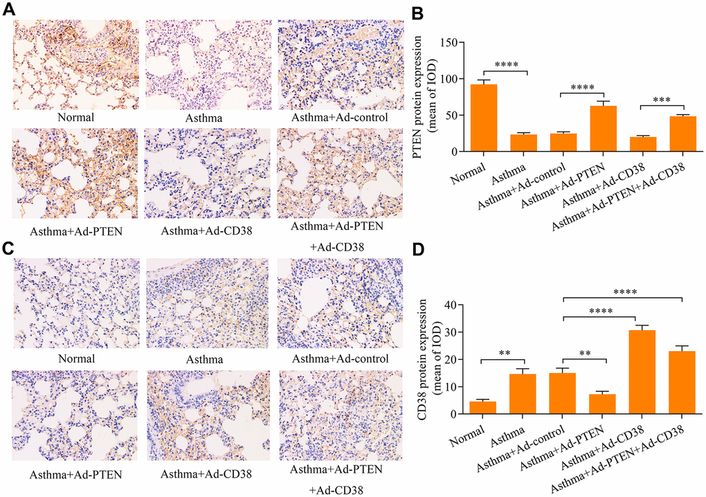 Immunohistochemistry used to assess PTEN and CD38 expression in the lung tissues of asthmatic mice infected with Ad-PTEN and/or Ad-CD38. (A, B) Expression of PTEN and (C, D) CD38 proteins in lung tissues were examined via immunohistochemistry analyses (magnification: 400X) (n = 3, **p 