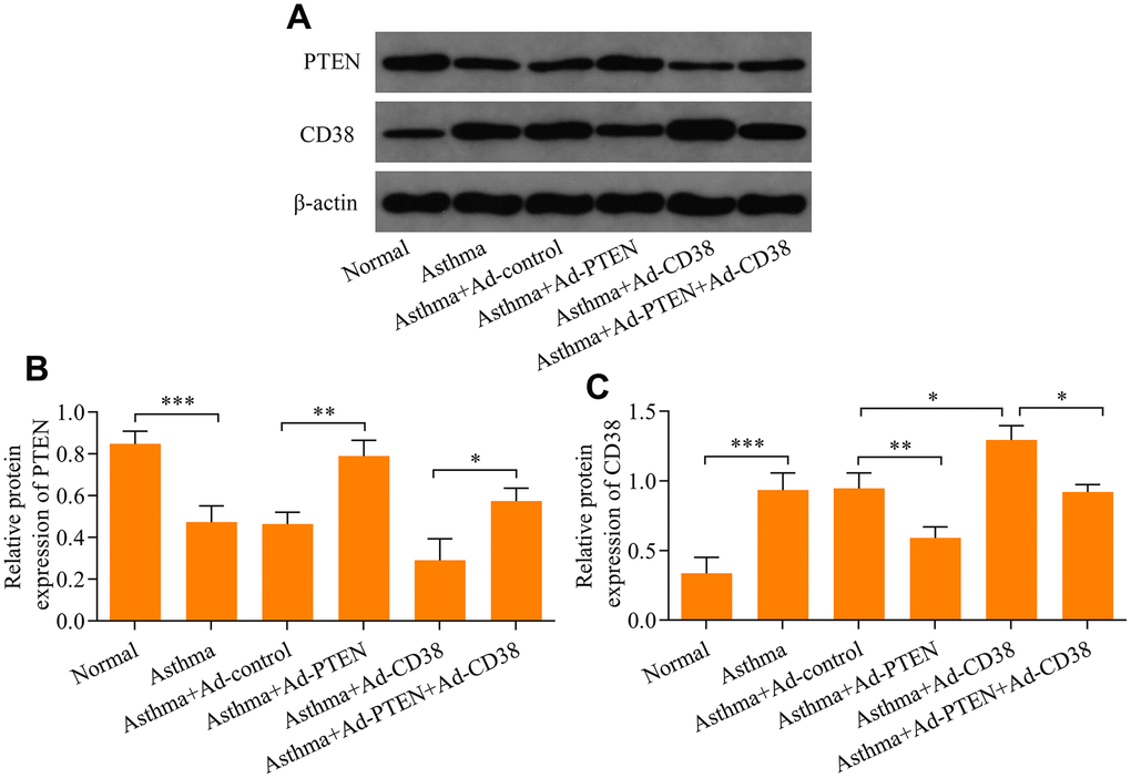 Western blot analysis of PTEN and CD38 expression in the lung tissue of asthmatic mice infected with Ad-PTEN or/and Ad-CD38. (A) Protein expression of PTEN and CD38 determined using Western blot. Quantitative analysis of (B) PTEN and (C) CD38 protein expression determined in A (n = 3, *p 