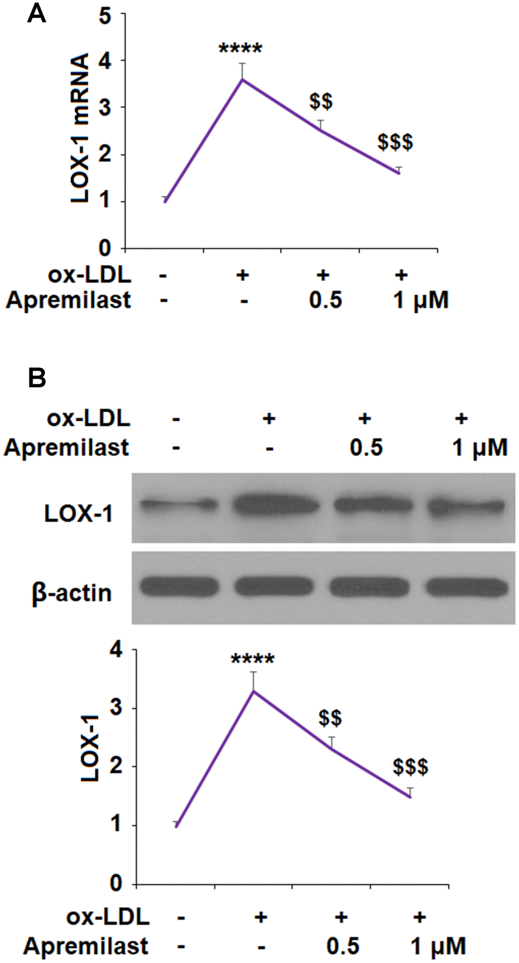 Apremilast reduced ox-LDL-induced expression of LOX-1 in HUVECs. Cells were treated with ox-LDL (100 μg/mL) in the presence or absence of apremilast (0.5, 1 μM) for 24 h. (A) mRNA of LOX-1; (B) Protein of LOX-1 (****, P