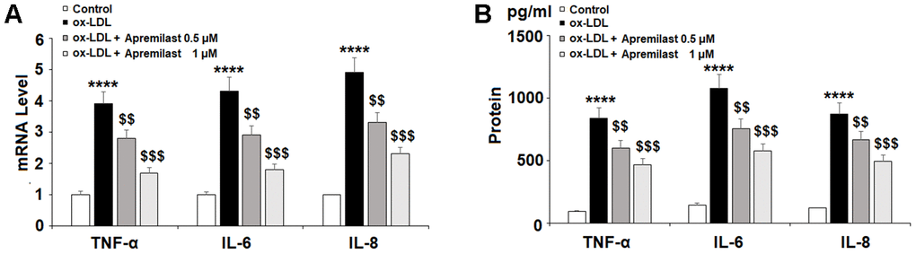 Apremilast ameliorated ox-LDL-induced expression and secretion of pro-inflammatory cytokines in HUVECs. Cells were treated with ox-LDL (100 μg/mL) in the presence or absence of apremilast (0.5, 1 μM) for 24 h. (A) mRNA of TNF-α, IL-6, and IL-8; (B) Secretions of TNF-α, IL-6, and IL-8 (****, P