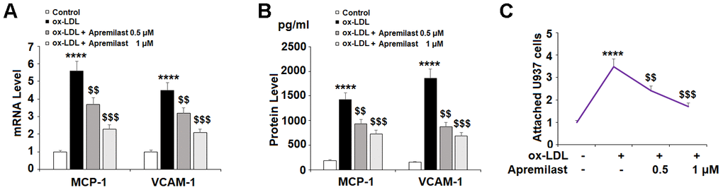Apremilast prevented ox-LDL-induced expression of MCP-1 and VCAM-1 and attenuated ox-LDL-induced attachment of U937 monocytes to HUVECs. Cells were treated with ox-LDL (100 μg/mL) in the presence or absence of apremilast (0.5, 1 μM) for 24 h. (A) mRNA of MCP-1 and VCAM-1; (B) Protein of MCP-1 and VCAM-1; (C) Attachment of U937 monocytes to HUVECs was measured by calcein-AM staining (****, P
