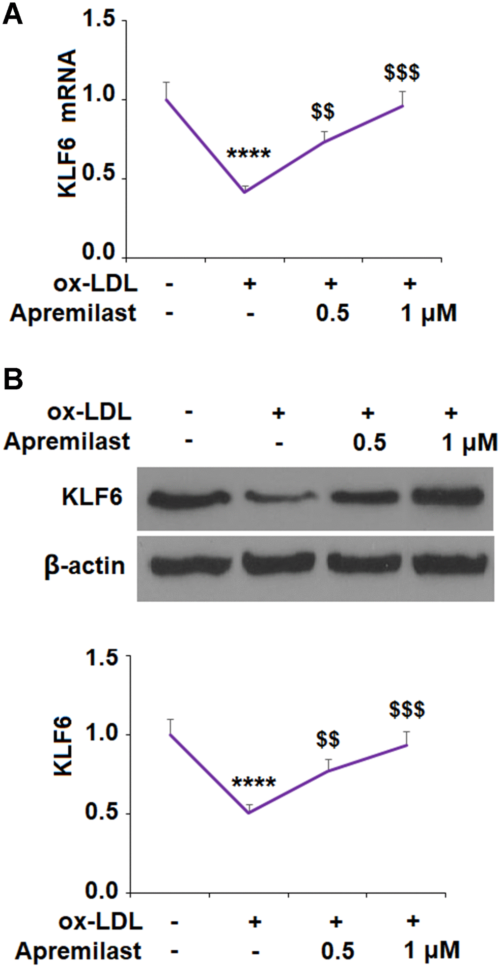 Apremilast ameliorated ox-LDL-induced reduction of KLF6 in human umbilical vein endothelial cells (HUVECs). Cells were treated with ox-LDL (100 μg/mL) in the presence or absence of apremilast (0.5, 1 μM) for 24 h. (A) mRNA of KLF6; (B) Protein of KLF6 (*, #, $, P