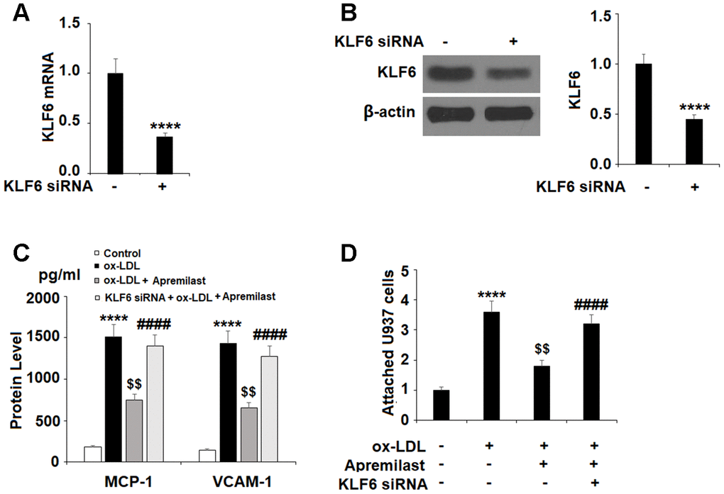 The protective effects of apremilast against ox-LDL-induced attachment of monocytes to HUVECs were mediated by KLF6. HUVECs were transfected with KLF6 siRNA. (A, B) Real time PCR and western blot analysis revealed successful knockdown of KLF6; (C) Protein of MCP-1 and VCAM-1; (D) Attachment of U937 monocytes to HUVECs (****, P