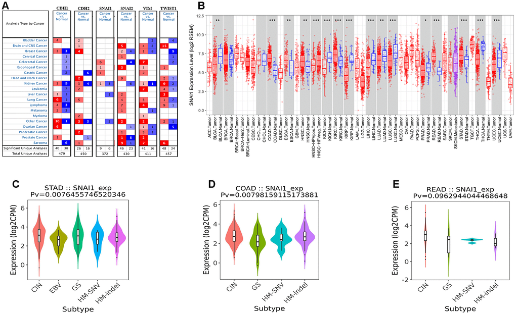 The six EMT markers expression levels in different types of human cancers. (A) Increased or decreased six EMT markers in datasets of different cancers compared with normal tissues in the Oncomine database. (B) SNAI1 expression levels in different tumor types from TCGA database were determined by TIMER (*P C–E) Correlation of SNAI1 expression and immune subtypes (wound healing, IFN-gamma dominant, inflammatory, lymphocyte depleted, TGF-β dominant) in COAD (colon adenocarcinoma), READ (rectum adenocarcinoma), and STAD (stomach adenocarcinoma).