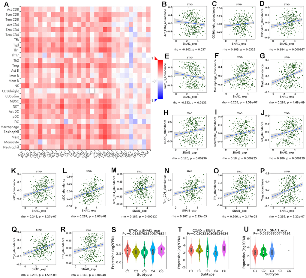 Correlation of SNAI1 expression with immune cells in cancer. (A) The landscape of relationship between SNAI1 expression and TILs in different types of cancer(red is positive correlated and blue is negative correlated). (B–R) SNAI1 expression was positively closely related with infiltrating levels of CD56bright, CD56dim, macrophage, mast, MDSC, neutrophil, NK, NKT, pDC, tcm