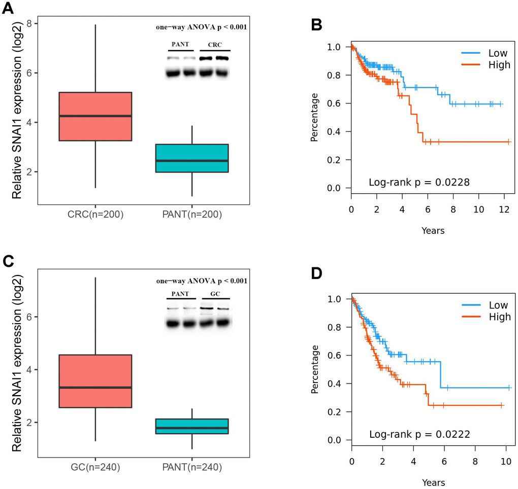 Expressions of SNAI1 is positive correlated in CRC (colorectal cancer) and GC (gastric cancer). (A) SNAI1 mRNA and protein levels are shown for the CRC and paired adjacent normal tissue (PANT). (B) Kaplan–Meier analysis of overall survival based on SNAI1 mRNA levels in 200 cases of CRC patients. (C) SNAI1 mRNA and protein levels are shown for the GC and paired adjacent normal tissue (PANT). (D) Kaplan–Meier analysis of overall survival based on SNAI1 mRNA levels in 240 cases of GC patients.