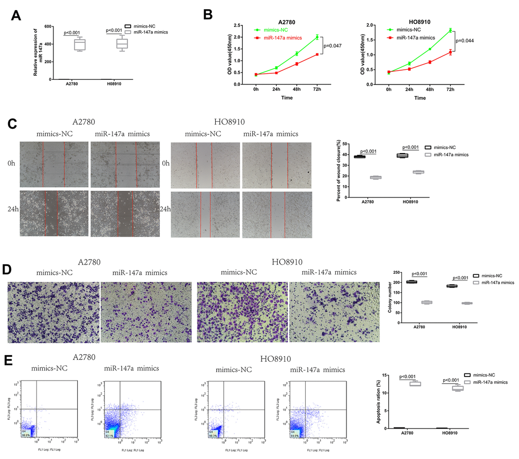 Overexpression of miR-147a inhibited EOC cell proliferation and migration, induced apoptosis in vitro. (A) Transfection efficiency of miR-147a mimics was determined by qRT-PCR. (B) The effect of miR-147a and miR-147a mimics on EOC cell growth curves was detected by CCK-8 assays. (C, D) The effect of miR-147a and miR-147a mimics on EOC cell migratory and invasive capabilities was detected by wound healing and transwell assays. (E) The effect of miR-147a and miR-147a mimics on EOC cell apoptosis was detected by flow cytometry apoptosis.