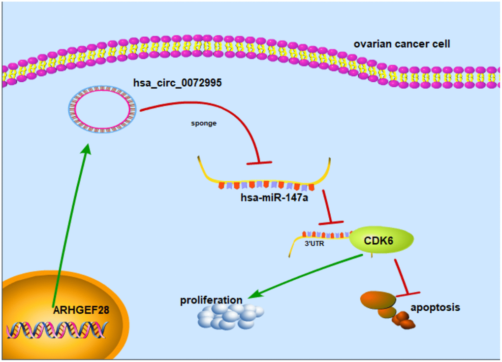 Mechanism diagram. Schematic diagram indicates that circ