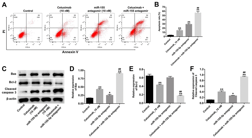 Downregulation of miR-155-5p enhances the pro-apoptotic effect of cetuximab in TNBC cells. EGFR-overexpressed MDA-MB-468 cells were treated with cetuximab (10 nM) and/or the miR-155-5p antagomir (10 nM) for 72 h. (A, B) Apoptotic cells were detected by flow cytometry. (C) The expression levels of Bax, Bcl-2, and cleaved caspase-3 in cells were detected by Western blotting. (D–F) The relative expressions of Bax, Bcl-2, and cleaved caspase-3 were normalized to β-actin. *P ##P 