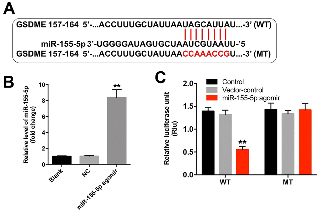 miR-155-5p directly binds to GSDME. (A) The 3'-UTR of GSDME harbors the miR-155-5p cognate sites. (B) Cells that were transfected with the miR-155-5p agomir were detected with RT-qPCR. (C) The relative luciferase activity of the reporter plasmids carrying the WT- or MT-GSDME 3'-UTR in EGFR-overexpressed MDA-MB-468 cells following co-transfection with the miR-155-5p agomir was detected using the dual luciferase reporter assay. **P 