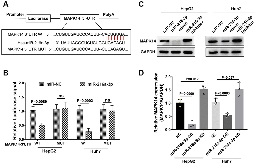 MiR-216a-3p directly targets 3’UTR region of MAPK14 mRNA. (A) Schematic representation shows potential miR-216a-3p binding sites in the WT and mutated 3’UTR of MAPK14 mRNA. (B) Dual luciferase reporter assay results show the luciferase activity from WT and mutant MAPK14-3’UTR luciferase constructs in HCC cells. (C) Representative western blot and (D) histogram plot shows relative MAPK14 protein expression in HCC cells transfected with miR-NC, miR-216a-3p mimic or miR-216a-3p inhibitor. GAPDH was used as loading control.